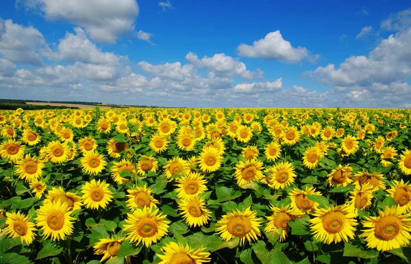 Field Blooming Sunflowers Background Blue Sky — Stock Photo, Image