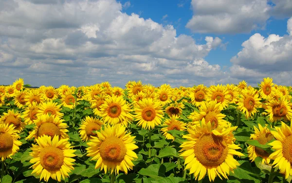 Field Blooming Sunflowers Background Blue Sky — Stock Photo, Image