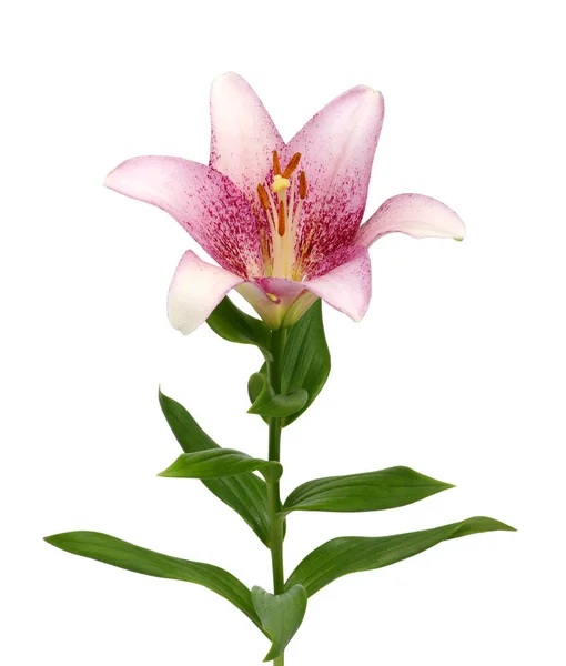 Nahaufnahme Rosa Lilie Blume Isoliert Auf Weißem Hintergrund — Stockfoto