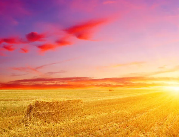 Vetefält Och Sol Himlen — Stockfoto