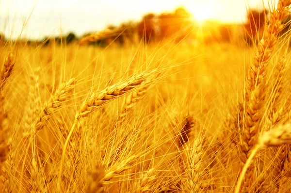 阳光下的麦田 收获和粮食概念 — 图库照片