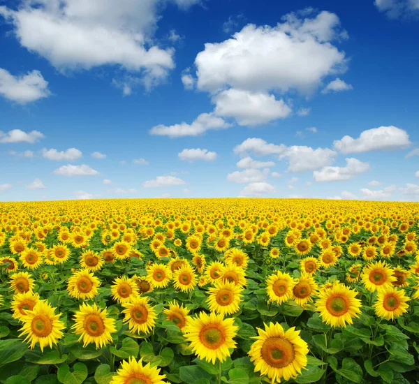 Sonnenblumen Feld Himmel Hintergrund — Stockfoto