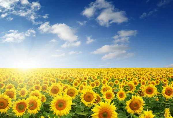 Feld Aus Sonnenblumen Und Sonne — Stockfoto