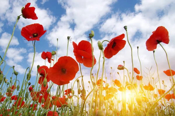 Red Poppy Field Sun — Stock Photo, Image