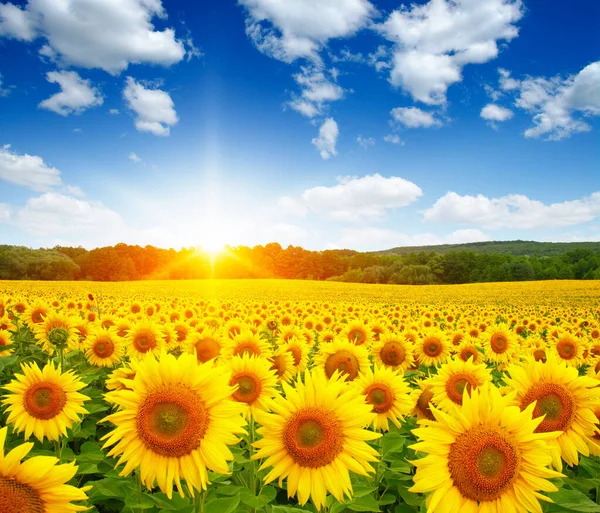 Feld Aus Sonnenblumen Und Sonne — Stockfoto