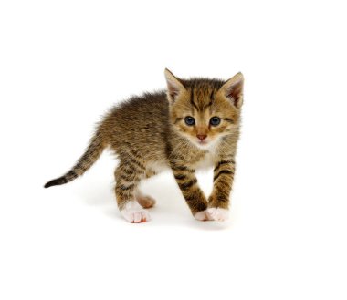 Beyaz arka planda izole edilmiş küçük kahverengi kedi yavrusu.