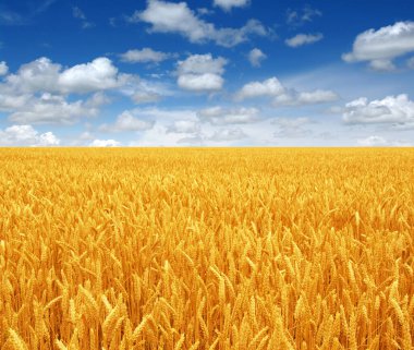 Beyaz bulutlu buğday tarlası ve gökyüzü