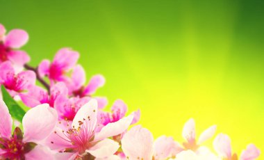  Bulanık doğa geçmişi üzerinde çiçekler. Bahar çiçekleri. Yeşil bokeh ile arka plan