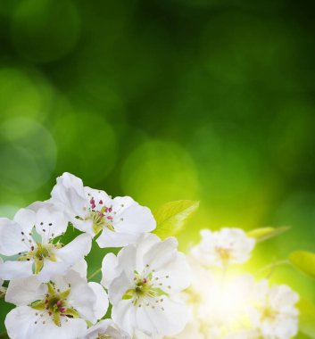  Bulanık doğa geçmişi üzerinde çiçekler. Bahar çiçekleri. Yeşil bokeh ile arka plan