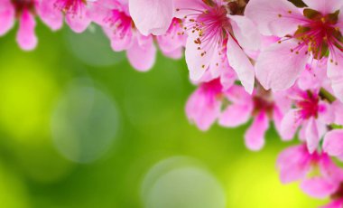  Bulanık doğa geçmişi üzerinde çiçekler. Bahar çiçekleri. Yeşil bokeh ile arka plan