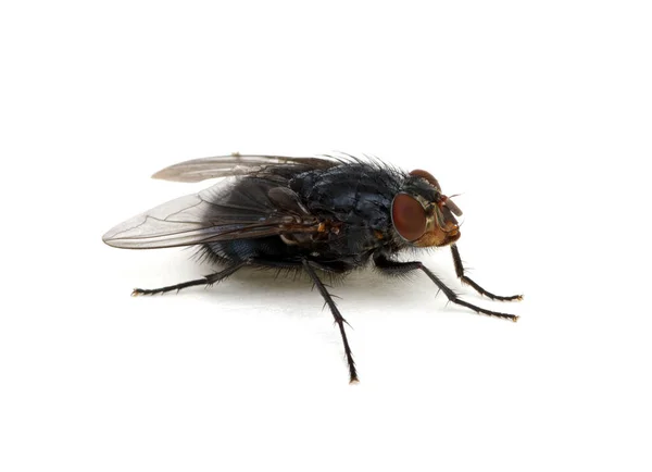 Vlieg Geïsoleerd Een Witte Achtergrond Een Macro Shot Van Insect — Stockfoto