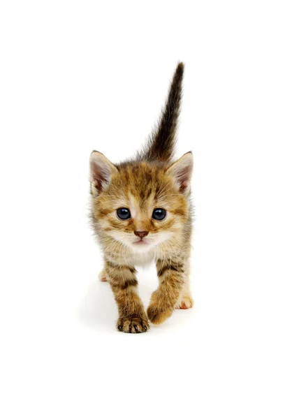 Small Brown Kitten Isolated White Background — Stock Photo, Image