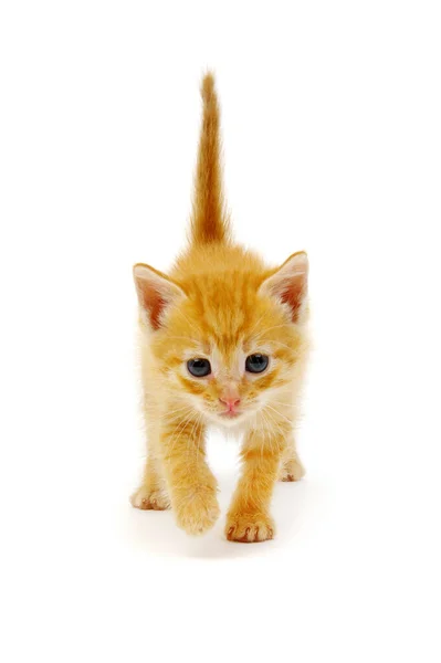 Red Kitten Isolated White Background — Stock Photo, Image