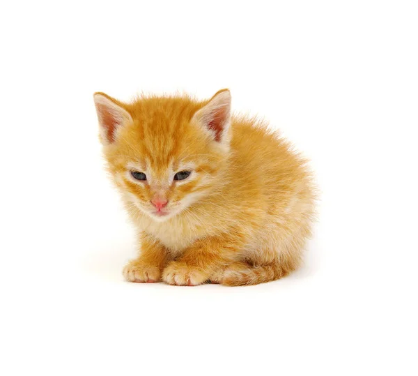 Red Kitten Isolated White Background — Stock Photo, Image