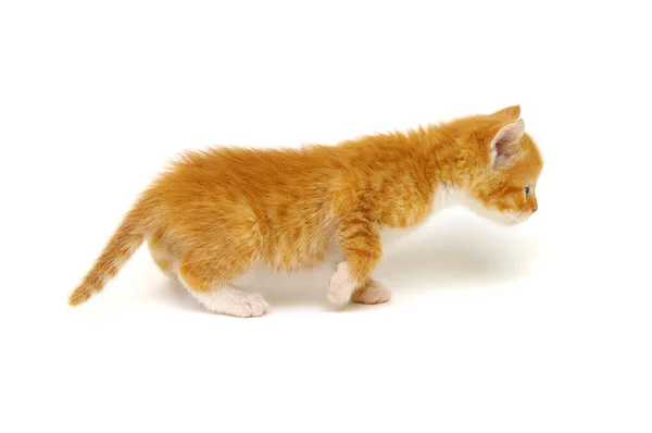 Kırmızı Kedi Yavrusu Beyaz Arka Planda Izole Edilmiş — Stok fotoğraf