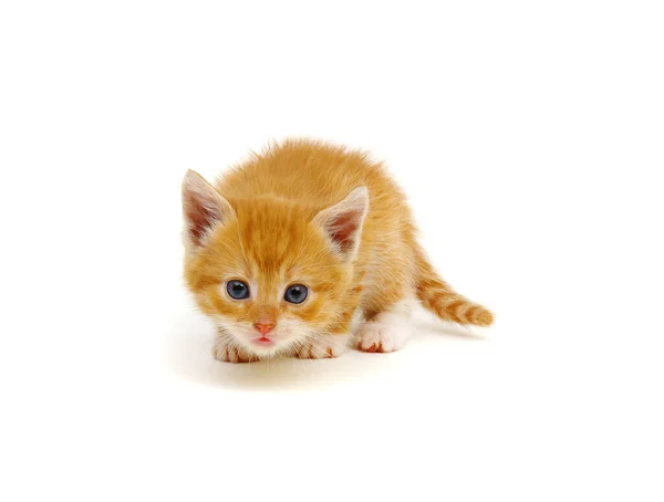 Gatinho Vermelho Isolado Fundo Branco — Fotografia de Stock