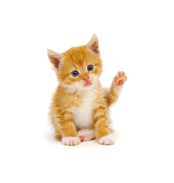 Red Kitten Isolated White Background Tongue Out — Stock Photo, Image