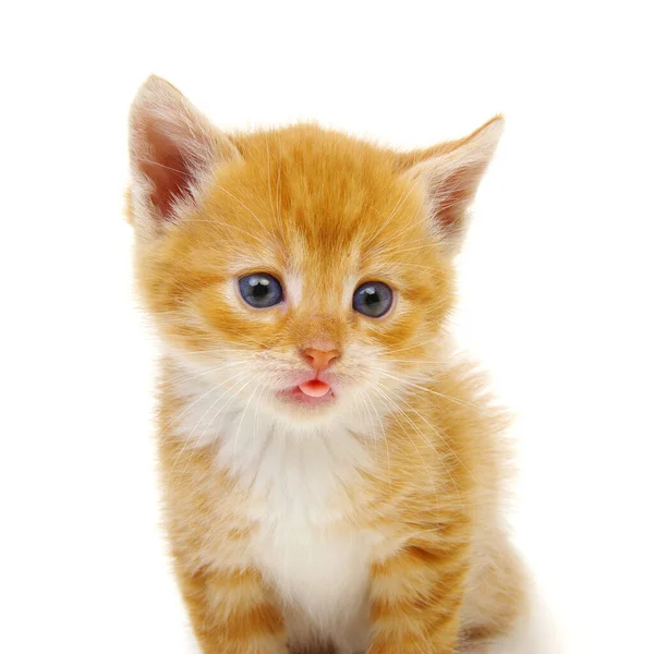 Red Kitten Isolated White Background Tongue Out — Stock Photo, Image