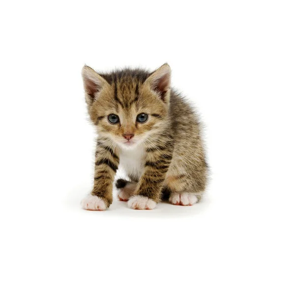 Funny Striped Kitten Sitting White Background — Stock Photo, Image