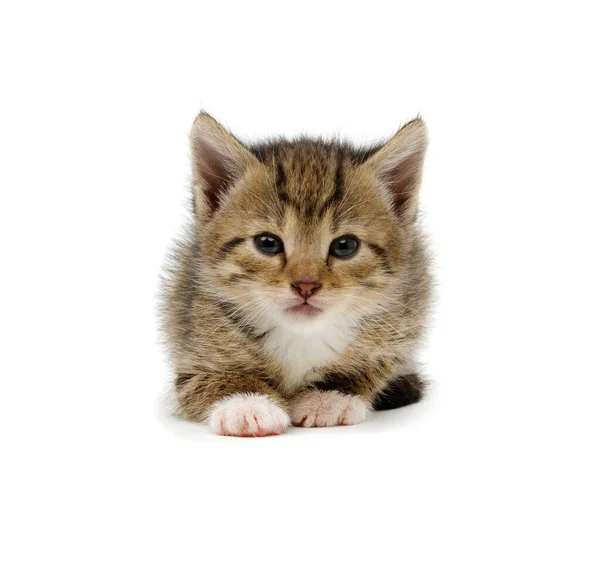 Small Brown Kitten Isolated White Background — Stock Photo, Image