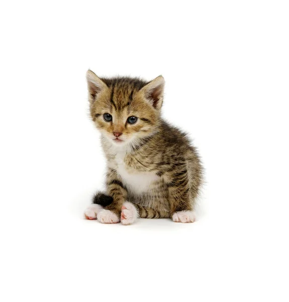 Funny Striped Kitten Sitting White Background — Stock Photo, Image