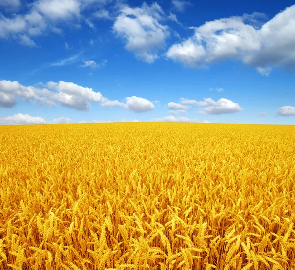 Campo Trigo Cielo Con Nubes Blancas — Foto de Stock