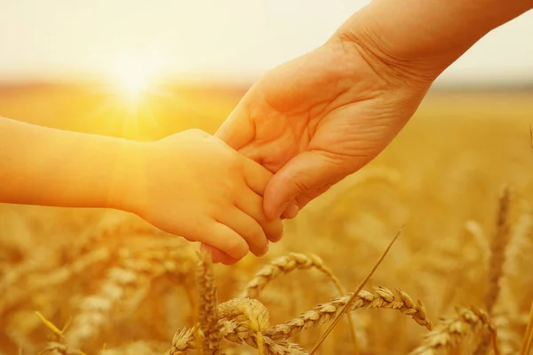 Руки Матері Дочки Сонці Тримаючи Один Одного Пшеничному Полі — стокове фото