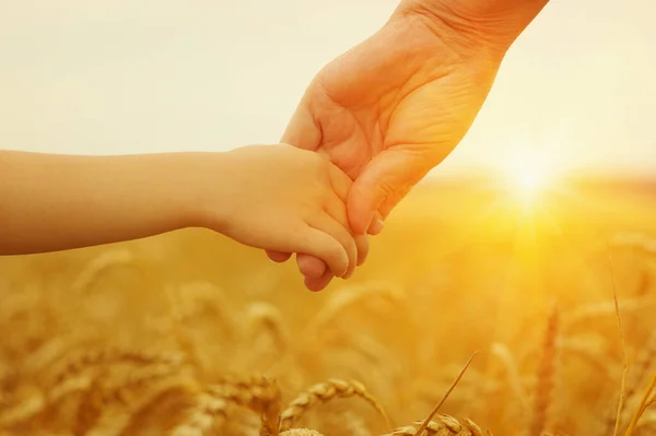 Handen Van Moeder Dochter Zon Houden Elkaar Tarweveld — Stockfoto