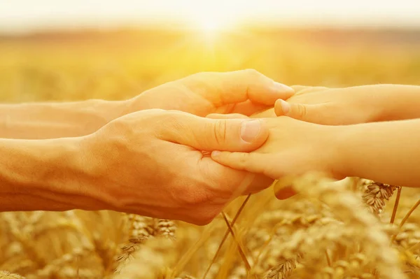 Mãos Pai Filha Sol Segurando Outro Campo Trigo — Fotografia de Stock