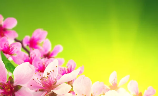 Kvetou Rozmazaném Přírodním Pozadí Jarní Květiny Jarní Pozadí Zeleným Bokeh — Stock fotografie