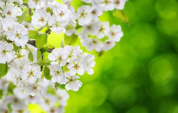 Цветет Размытом Природном Фоне Весенний Фон Зеленым Боке — стоковое фото