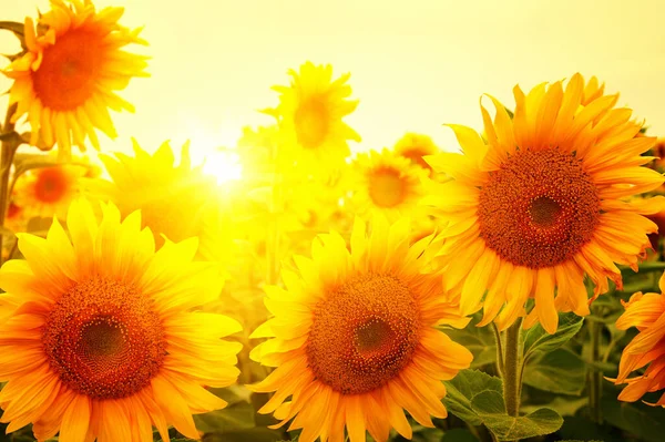 Feld Aus Sonnenblumen Und Sonne — Stockfoto