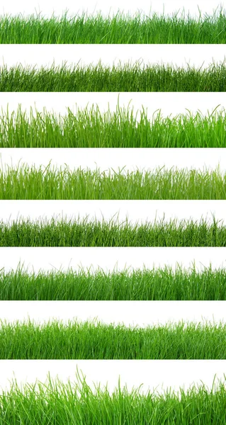 Зеленая Трава Выделена Белом — стоковое фото