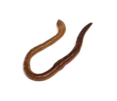 Beyaz arkaplandaki hayvan toprak solucanı. 