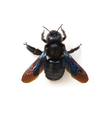 Beyaz arka planda siyah yaban arısı izole edilmiş.