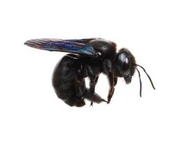 Bumblebee - Beyaz arkaplanda izole edilmiş Xylocopa ihlali