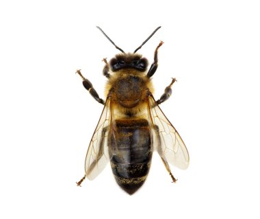 Arı beyazı izole etti.