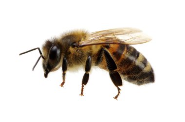 Arı beyazı izole etti.