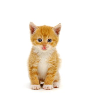 Kırmızı kedi yavrusu beyaz arka planda izole edilmiş, dili dışarıda..