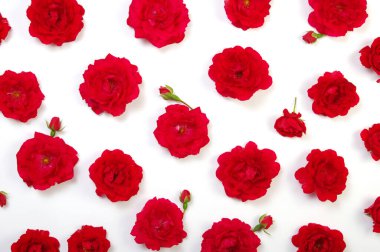 Beyaz arkaplanda kırmızı güller 