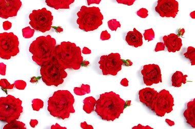 Beyaz arkaplanda kırmızı güller 
