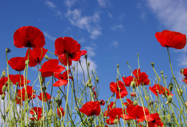 Red poppies on field, sky and clouds