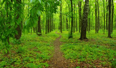 Orman ağaçları. Baharda doğa yeşil ahşap