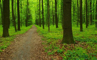 Orman ağaçları. Baharda doğa yeşil ahşap