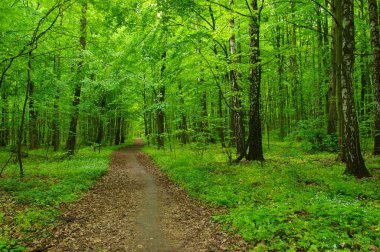 Orman ağaçları. Baharda doğa yeşil ahşap