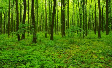 Baharda güzel yeşil orman