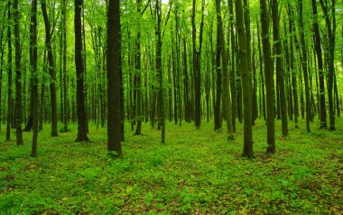 Orman ağaçları. Baharda doğa yeşil ahşap