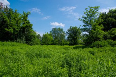 Baharda yeşil bir tarlada ağaçlar
