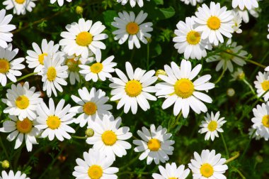 Yeşil alanda beyaz papatyalar