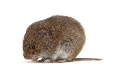 Beyaz arkaplanda izole edilmiş fare.